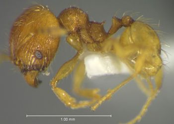 Media type: image;   Entomology 34223 Aspect: habitus lateral view